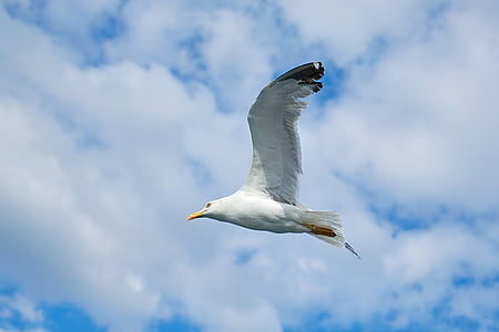 seagull, bird, blue, sky, nature, landscape, animal