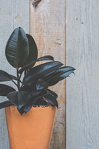 green, black, leaves, potted, plant, beside, gray