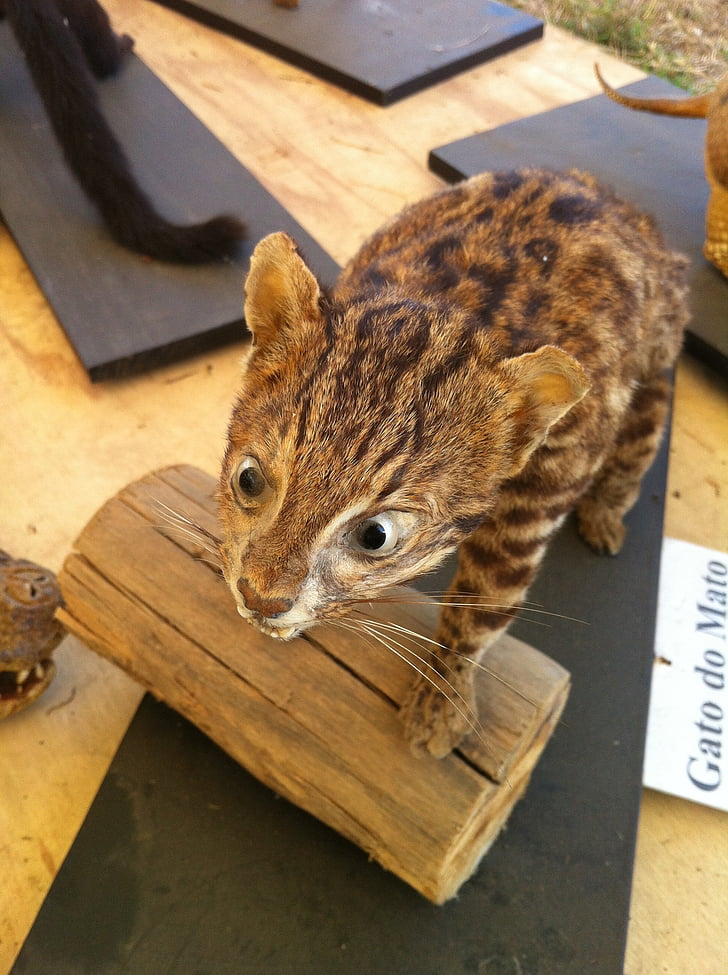 Leopardus pardalis, animal, farcides