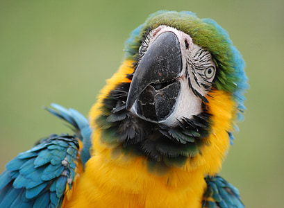 parrot, bird, feathered, feathers, wildlife, pet, beak