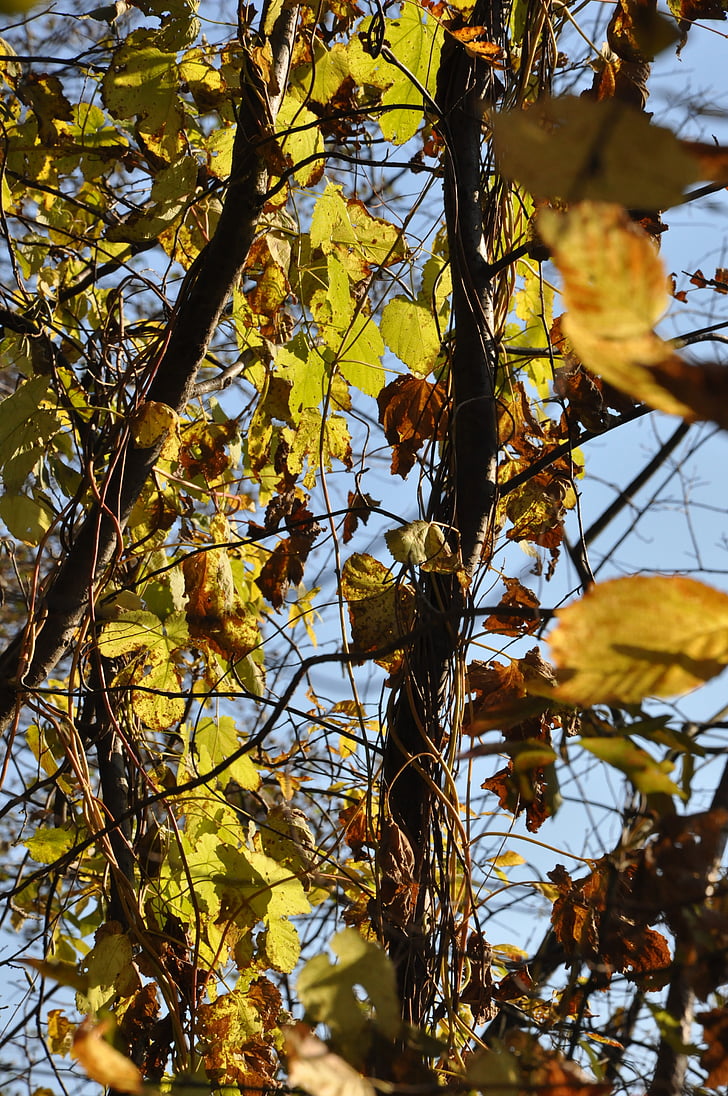 Есен, зеленина, клонове, жълти листа, Есенни листа, жълто, Есенно злато