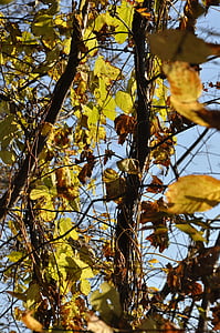 autunno, fogliame, rami, foglie gialle, fogliame di autunno, giallo, autunno d'oro
