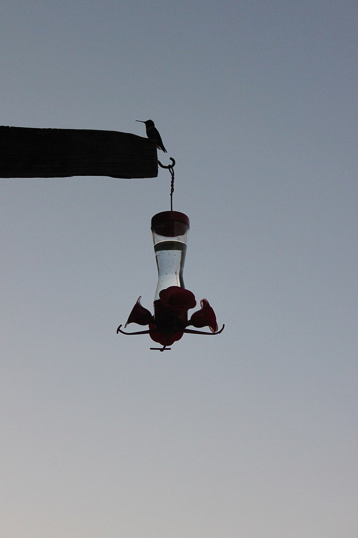 silhouette, dusk, hummingbird, hummingbird feeder, feeder, bird, tiny