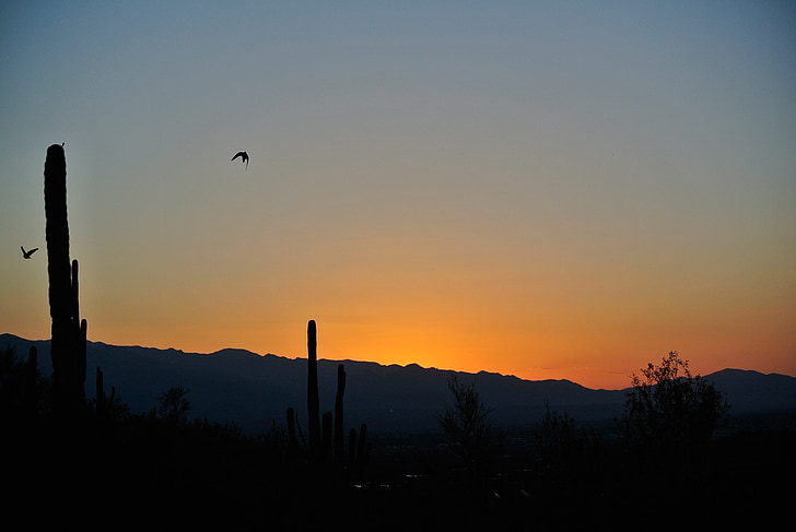 Tucson, изгрев, пейзаж, пустинята, декори, естествени, диви