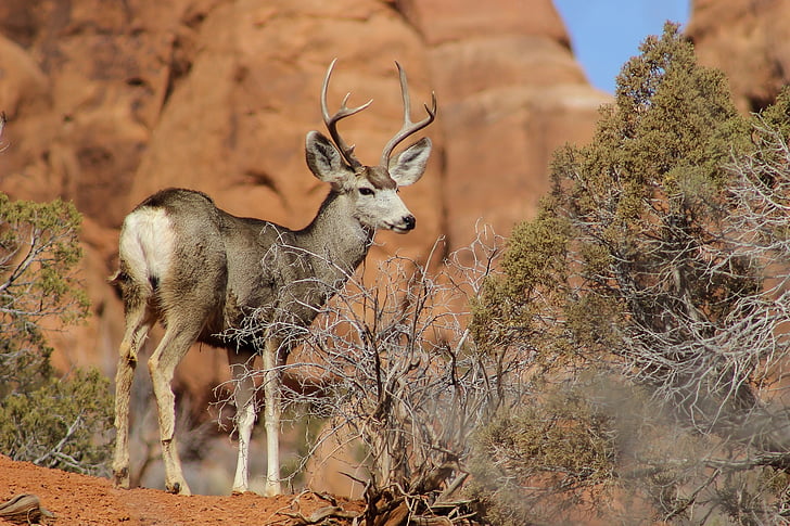 mule deer, buck, antlers, wildlife, nature, male, outdoors