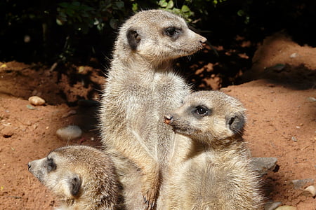 meerkat, family, attention, animals, group, funny animal pictures, funny