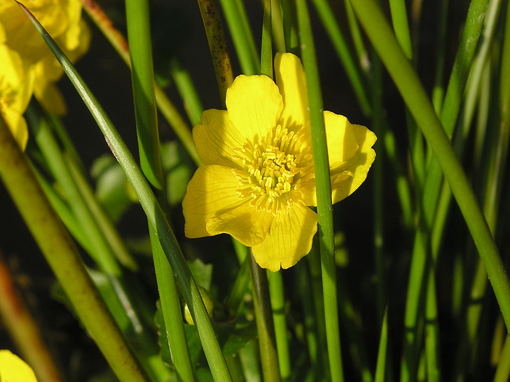 Buttercup, zahrada, závod, žlutý květ, špičaté květina