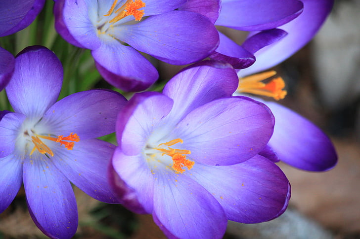 krokus, bloemen, bloem, lente, paars, voorjaar bloem, sluiten