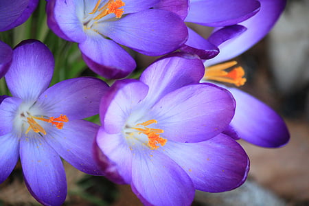 クロッカス, 花, 花, 春, 紫, 春の花, 閉じる