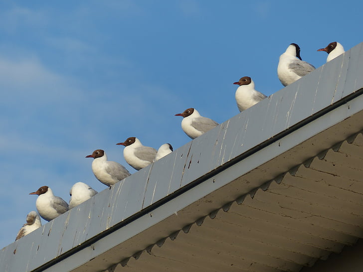 gulls, birds, in a series, sit, black headed gulls, chroicocephalus ridibundus, larus ridibundus