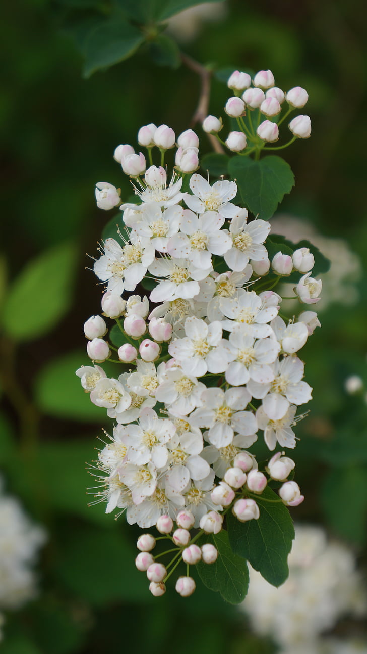 angervo, white blossom, buds, flower, bush