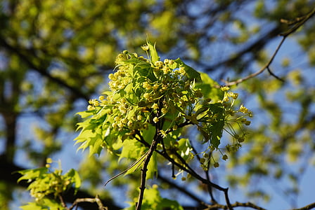 Frühling, Baum, Zweig, Blumen, sonnig, blühende, Natur