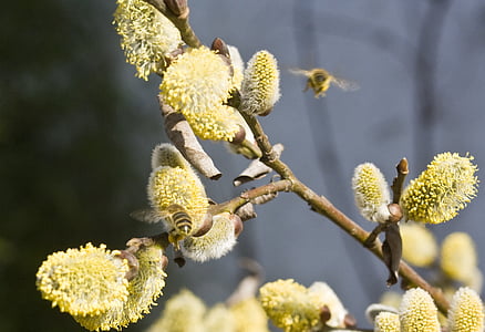 Saule discolore, pâturage, chaton, Inflorescence :, pollen