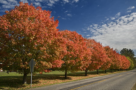 rudens, koki, iela, debesis, ceļu satiksmes, perspektīvas, sarkana