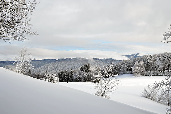 invierno, escena, montaña, país de las maravillas, bosque, frío, al aire libre