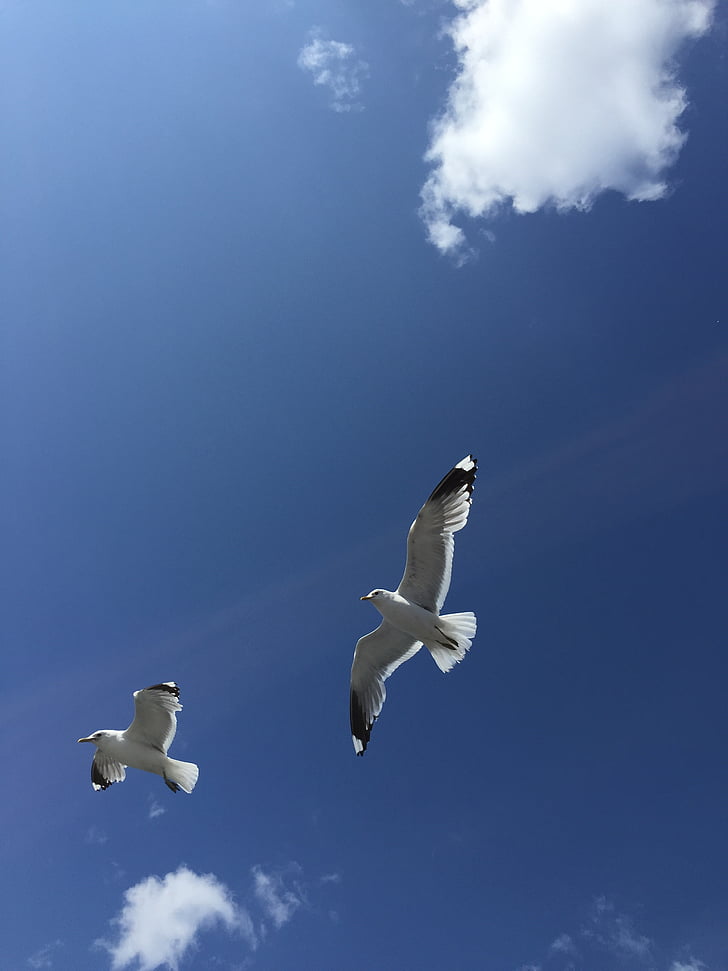 seagulls, finland, blue sky