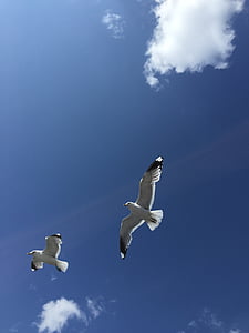 Seagulls, Soome, sinine taevas