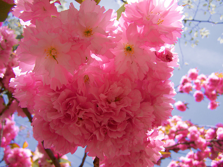 japanese ornamental cherry tree, pink inflorescences, spring