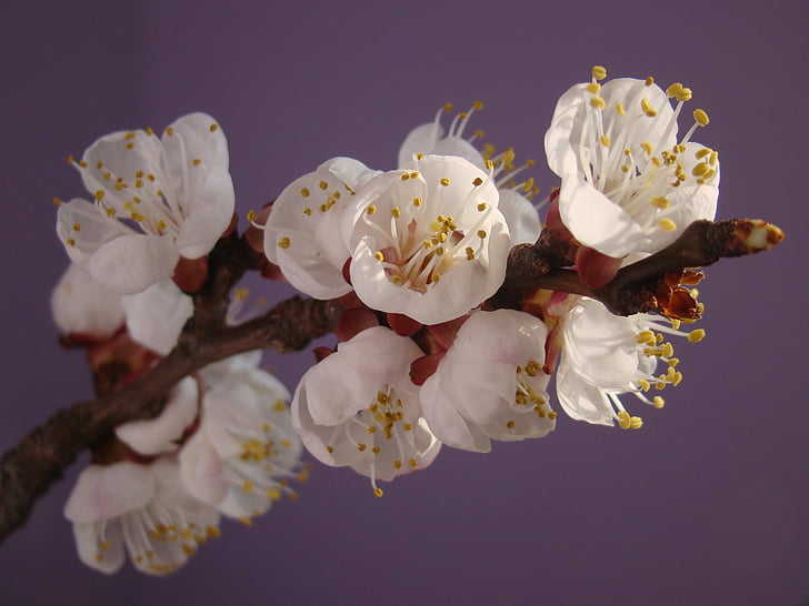 spring, flower, blossom, nature, branch, petal, plant