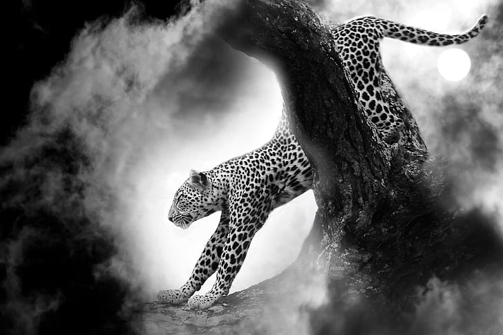 Leopard, kat, Predator, dyr, hurtig, dyrenes verden, Fur