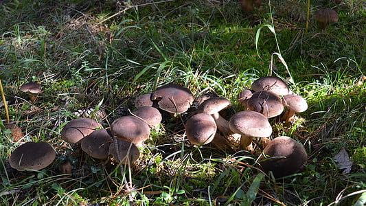 houby, Příroda, houby, podzim, Les, hory