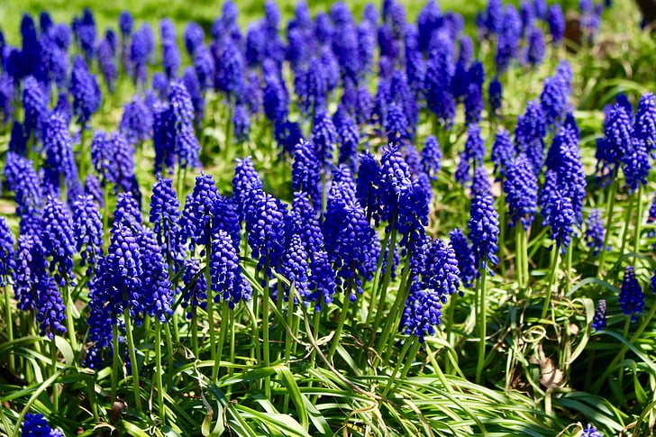 spring, lilac, flower, purple, nature, lavender, blue