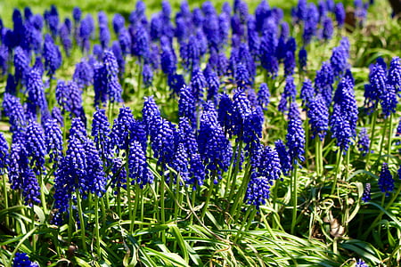 forår, lilla, blomst, lilla, natur, lavendel, blå