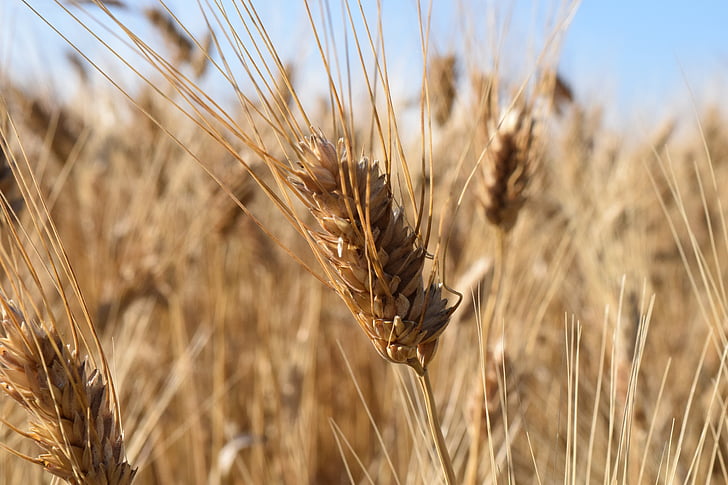 blat, blat dur, camp de blat, l'estiu, llum, sol, orella