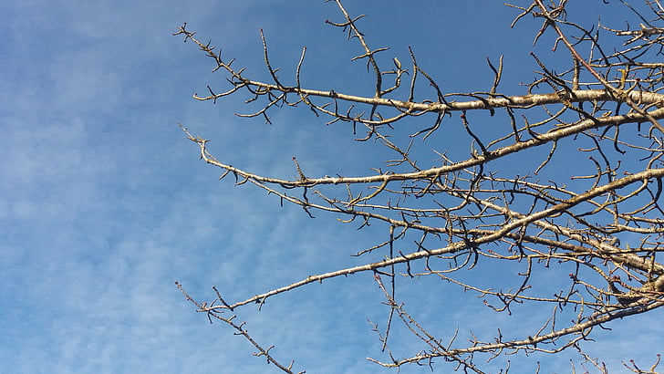 blue sky, branch, clouds, nature, sky, botany, season