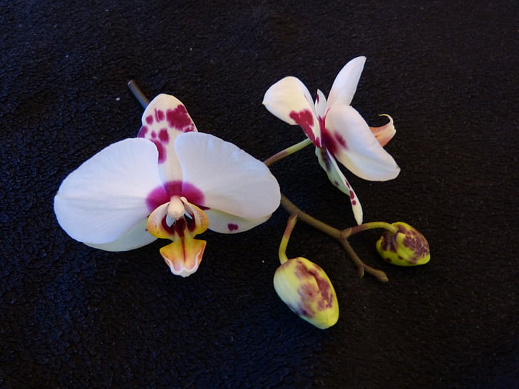 orhidee, bud, alb, pătat, floare, floare, floare