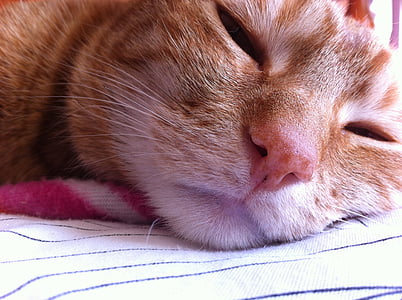 katt, Ginger cat, Husdjur, Ginger, koppla av, inhemska, sover