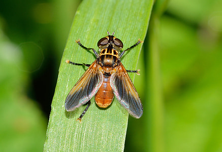 hmyz, Diptera, ectophasia, lietať