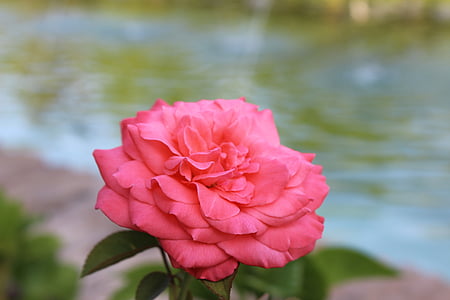 τριαντάφυλλο, λουλούδι, ροζ, νερό, φύση, Κήπος, χλωρίδα