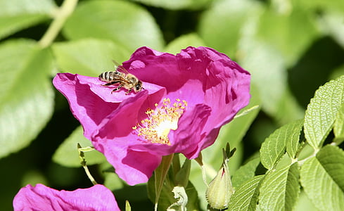 dyr, Bee, Honey bee, insekt, natur, nektar, pollen