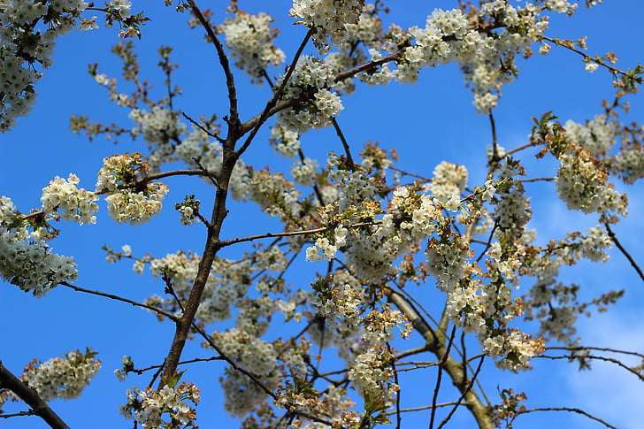 primavera, cerezo, flor de cerezo, blanca flor, naturaleza, jardín