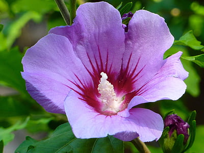 hibiscus, blossom, bloom, violet, purple, plant