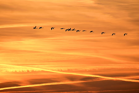 birds, dawn, dusk, flock, nature, silhouette, sky