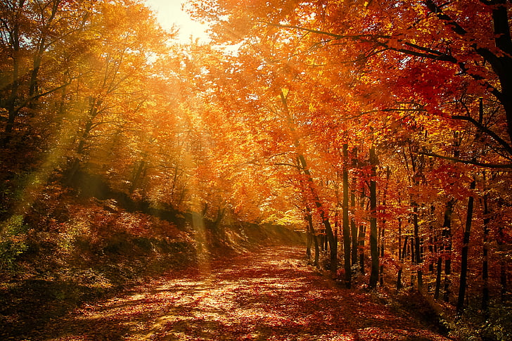 forest, red, autumn, fall, nature, road, season