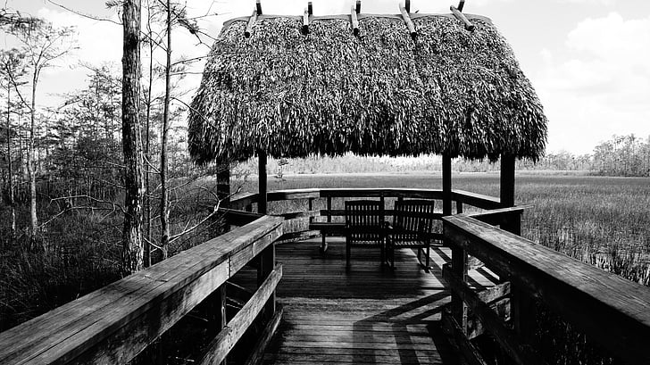 černá a bílá, Příroda, Florida, černé a bílé pozadí, návrh, silueta, přírodní