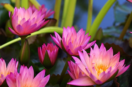 Lotus, flores, naturaleza, agua, lirios de agua, púrpura, planta acuática