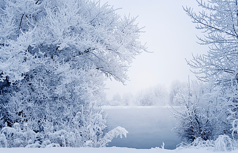 snow, winter, landscape, branches, grass, fog, river