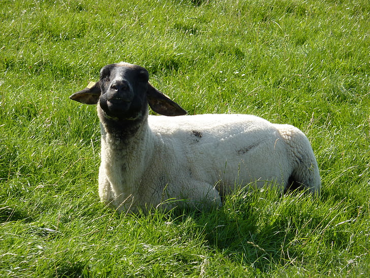 moutons, animal, fourrure, Schäfchen, Meadow, Nice
