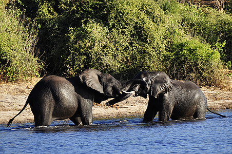 elephant, water elephant, fight, rivals, river, water, chobe
