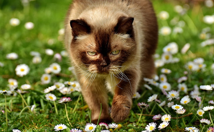 brittiläinen shorthair, kissa, Mieze, täysiverinen, turkis, kotikissa, eläinkunnan