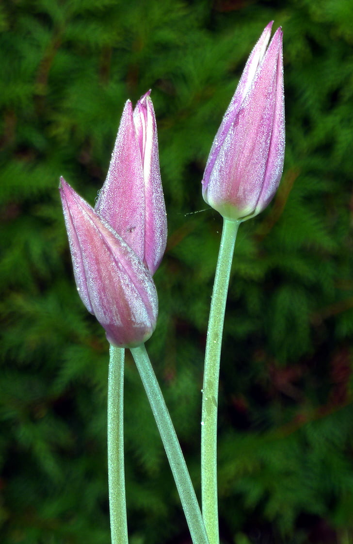 tulips, pink, morning, dew, france, garden