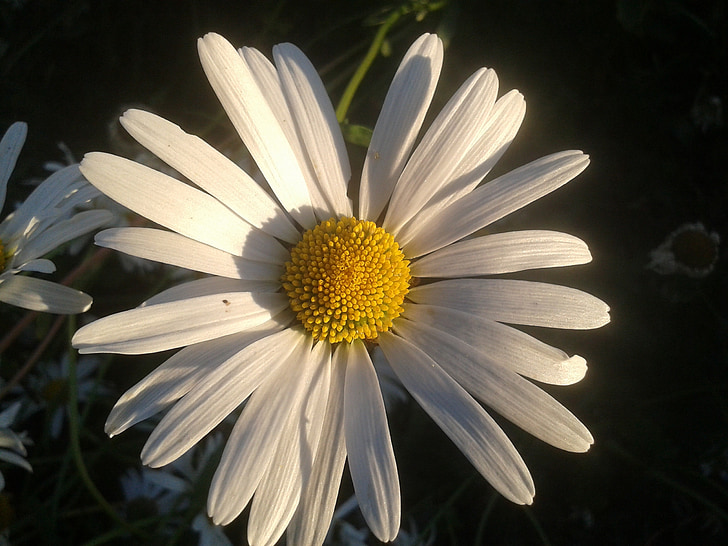 Daisy, virág, kert, nyári, gyönyörű, fehér, virágos