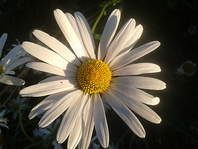 Margarida, flor, jardí, l'estiu, bonica, blanc, floral