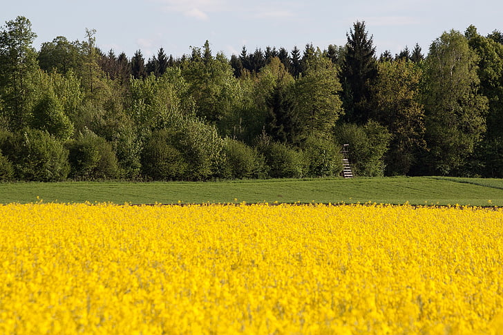 oilseed rape, agricultural operation, yellow, field, harvest, field of rapeseeds, arable