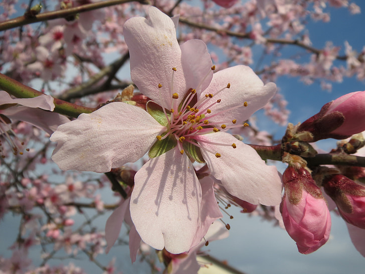 Prunus dulcis, Almond, bAdam, makro, blomstrende, treet, våren