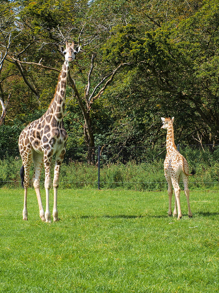 giraffer, unga, Wildlife park, djur, Zoo